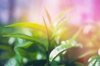 Il caffè biologico: importazione, lavorazione e distribuzione - Filicori Zecchini Italia