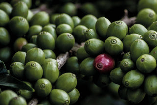 La pianta del caffè: da dove nasce una delle bevande più amate al mondo - Filicori Zecchini Italia