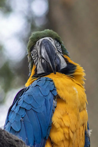 Gros plan sur un perroquet Macaw au Brésil.
