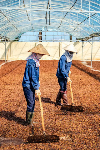 Drying coffee in the sun in Vietnam.