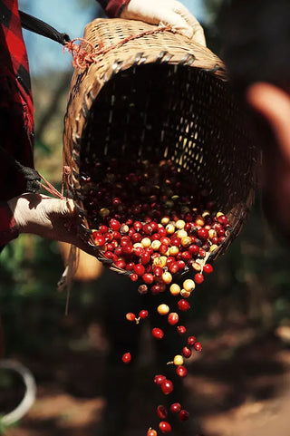 Raccolta a mano di ciliege di caffè in Guatemala.
