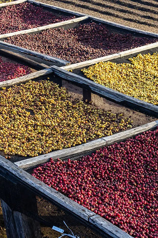 Gros plan sur les filets utilisés pour sécher le café au Brésil.