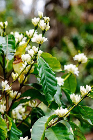 Détail d'un plant de café en fleur en Inde.