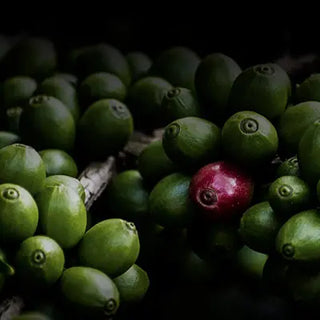Drupe di caffè verdi su ramo.