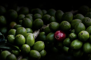 Drupe di caffè verdi su ramo.