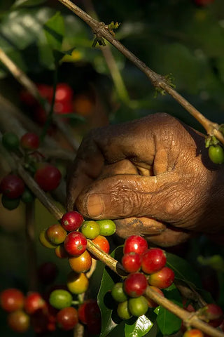 Récolte de cerises de café rouge dans les forêts de café de montagne en Éthiopie.