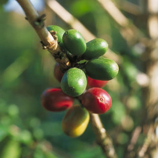 Pianta di caffè - 3 momenti di maturazione delle bacche: verdi, rosse e gialle.
