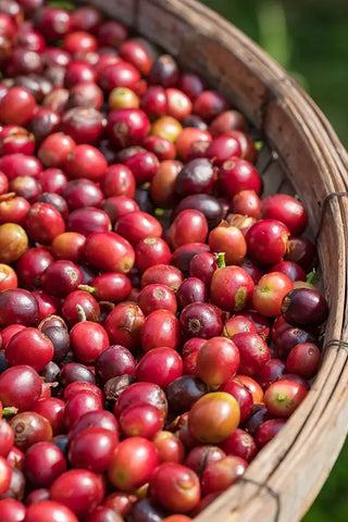 Guatemala coffee cherries.