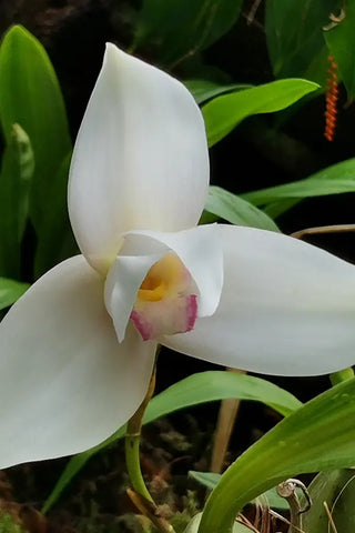 Foto ravvicinata di un'orchidea Monja Blanca fiore nazionale del Guatemala.