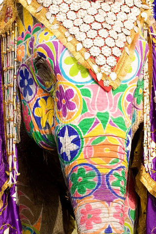 Primo piano di elefante dipinto per una cerimonia a Jaipur in India.