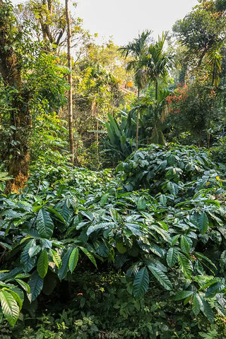 Coffee plantation in Karnataka, India